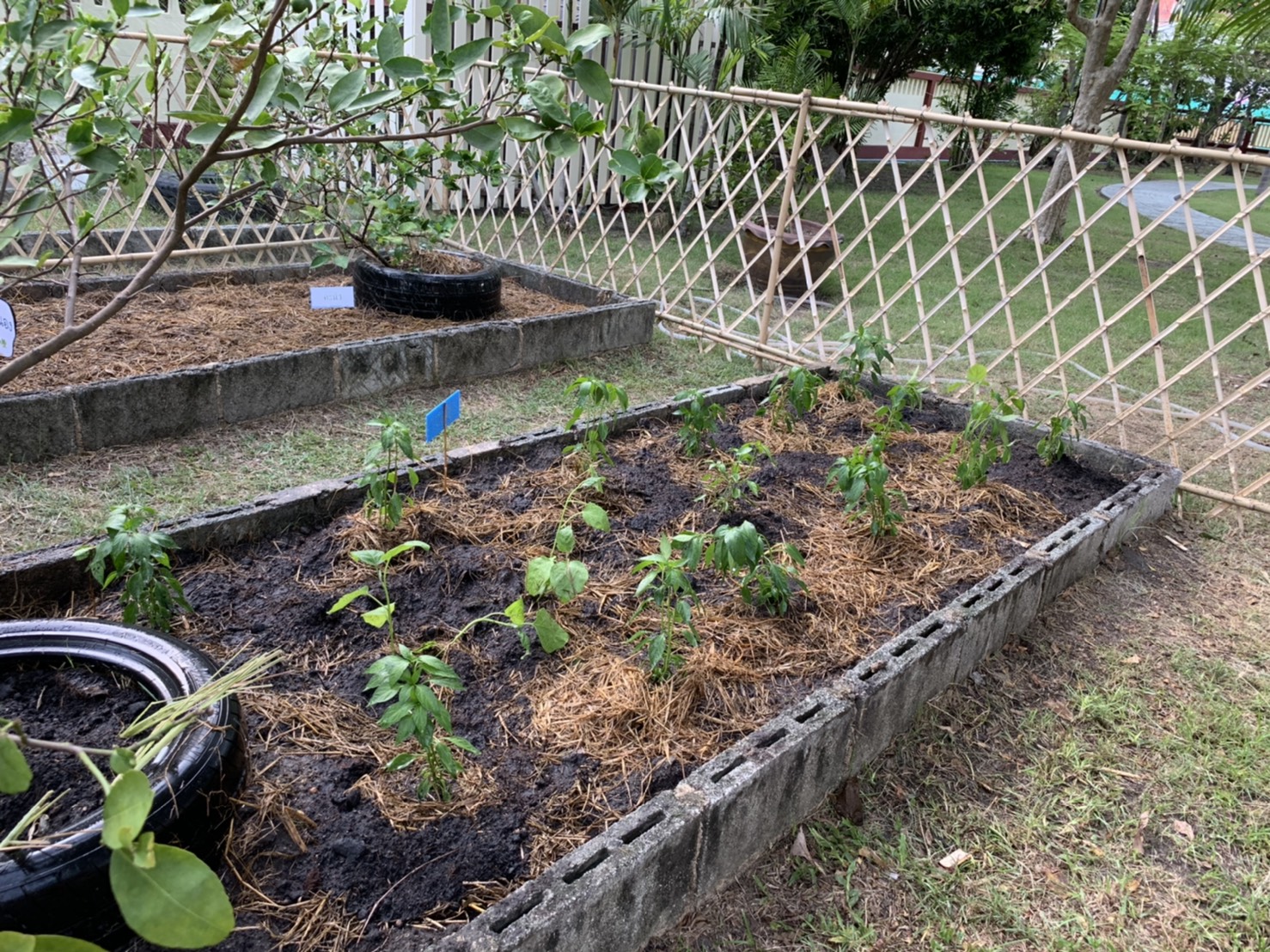 มปปฏิบัติการตามแผน 90 วัน ปลูกผักสวนครัว เพื่อสร้างความมั่นคงทางอาหาร สู้ไวรัสโคโรน่า 2019