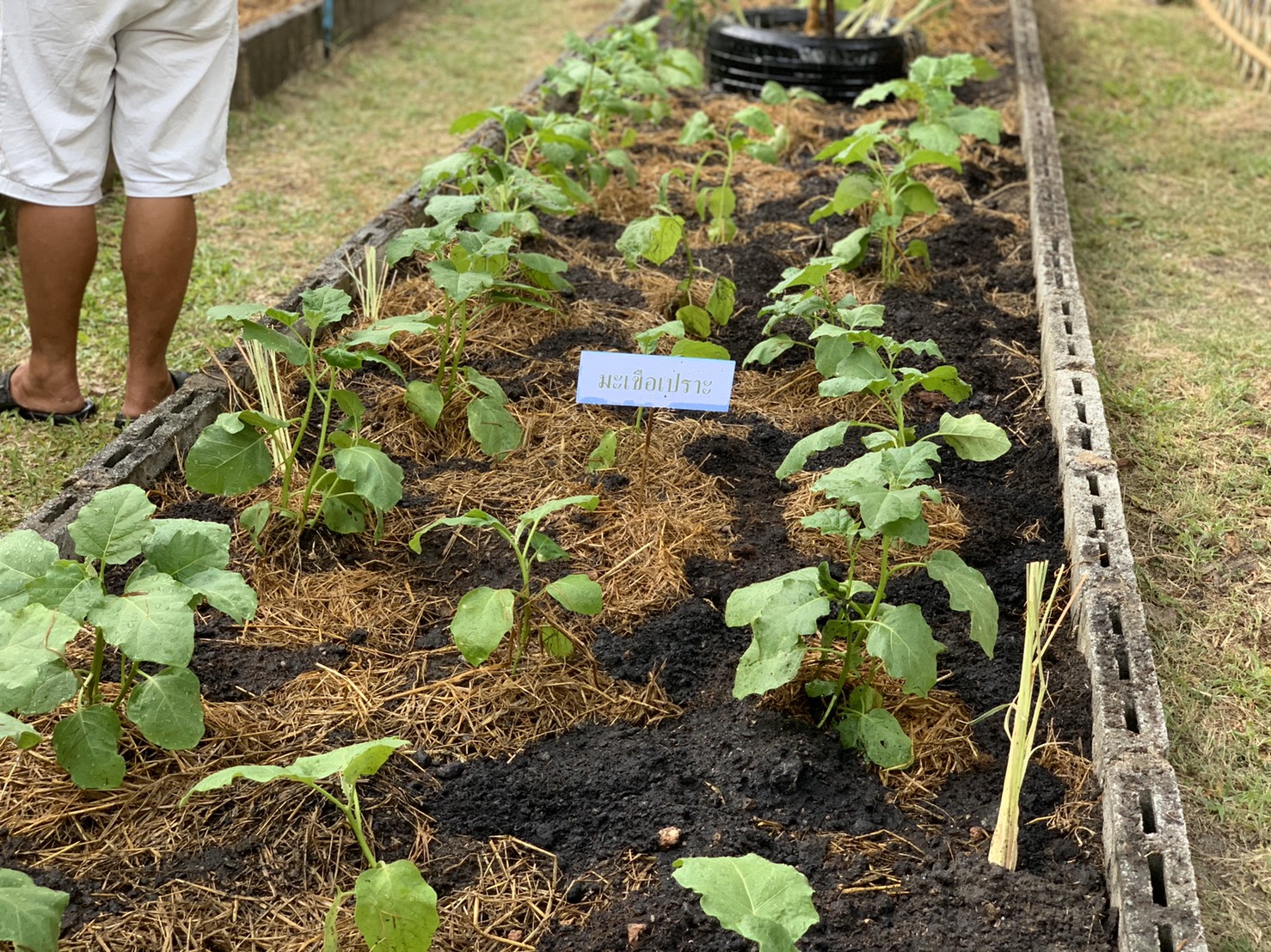 มปปฏิบัติการตามแผน 90 วัน ปลูกผักสวนครัว เพื่อสร้างความมั่นคงทางอาหาร สู้ไวรัสโคโรน่า 2019