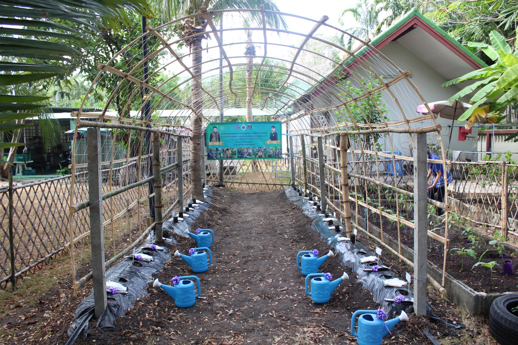 ผู้ว่าราชการจังหวัดชลบุรี เป็นประธานรับมอบเมล็ดพันธุ์ถั่วฝักยาวสีม่วง สิรินธร เบอร์1