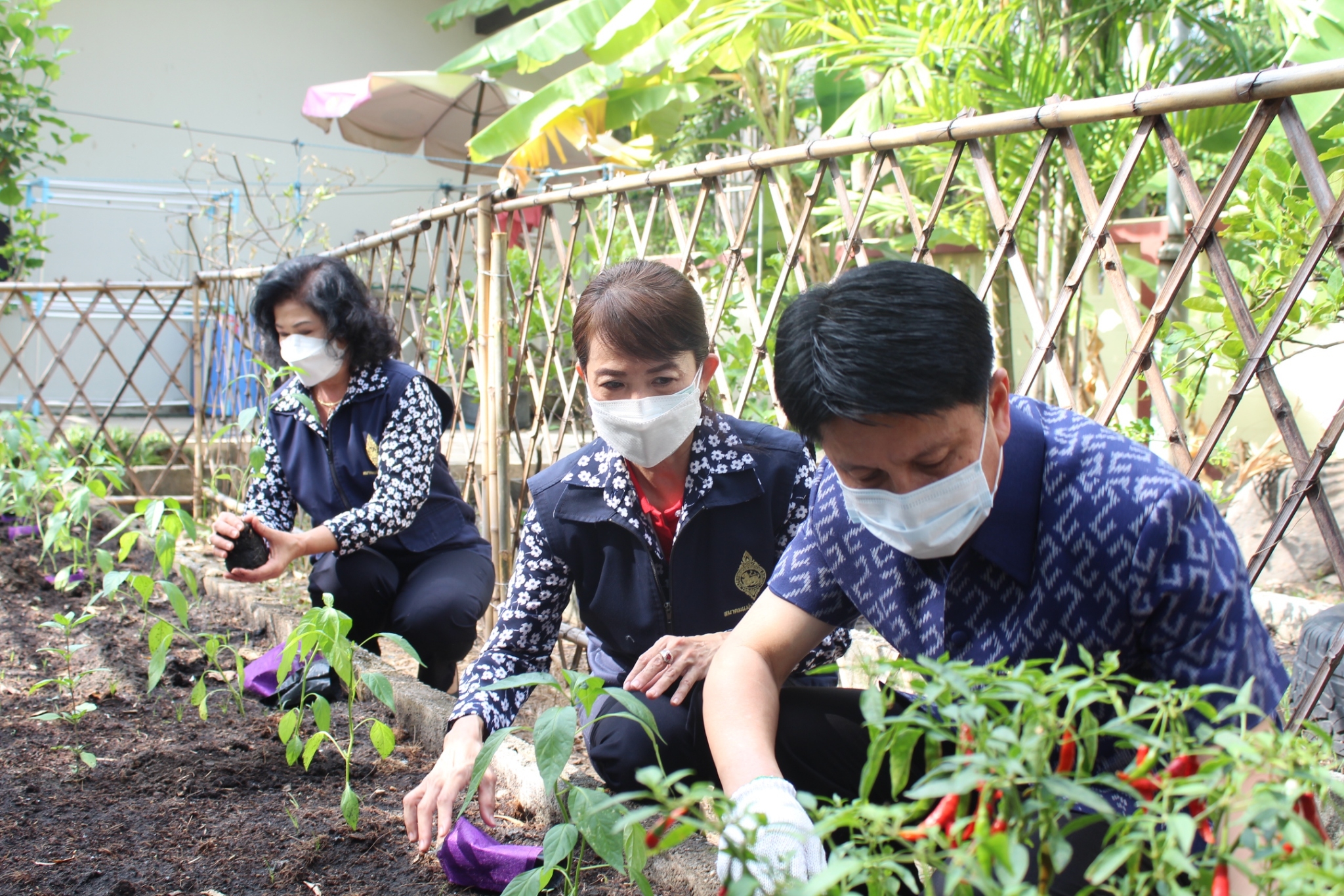ผู้ว่าราชการจังหวัดชลบุรี เป็นประธานรับมอบเมล็ดพันธุ์ถั่วฝักยาวสีม่วง สิรินธร เบอร์1