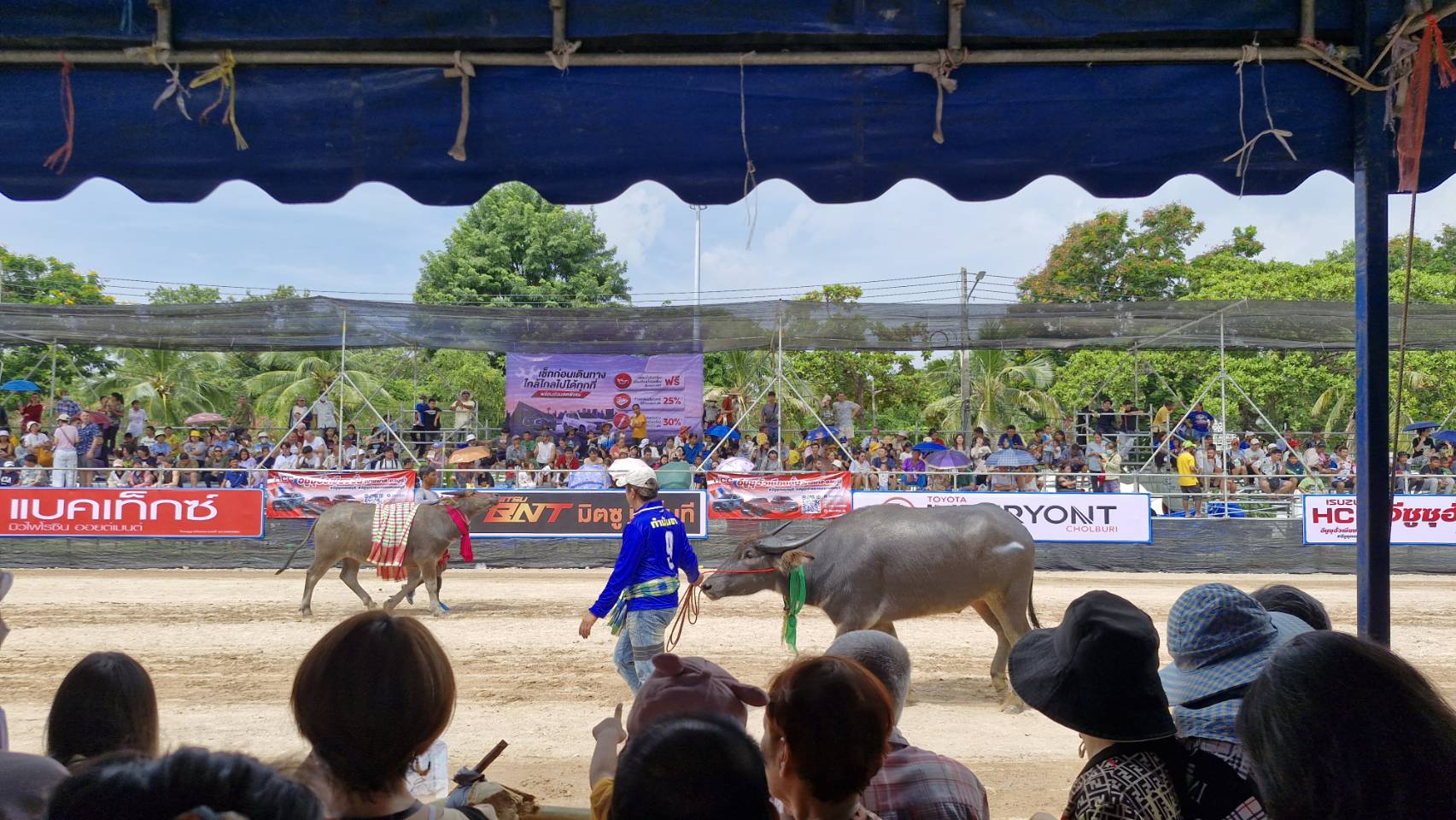 ✨🐃พช.ชลบุรี ร่วมงานวิ่งควายจังหวัดชลบุรี ✨ครั้งที่ 153 “หนึ่งเดียวในไทย หนึ่งเดียวในโลก”