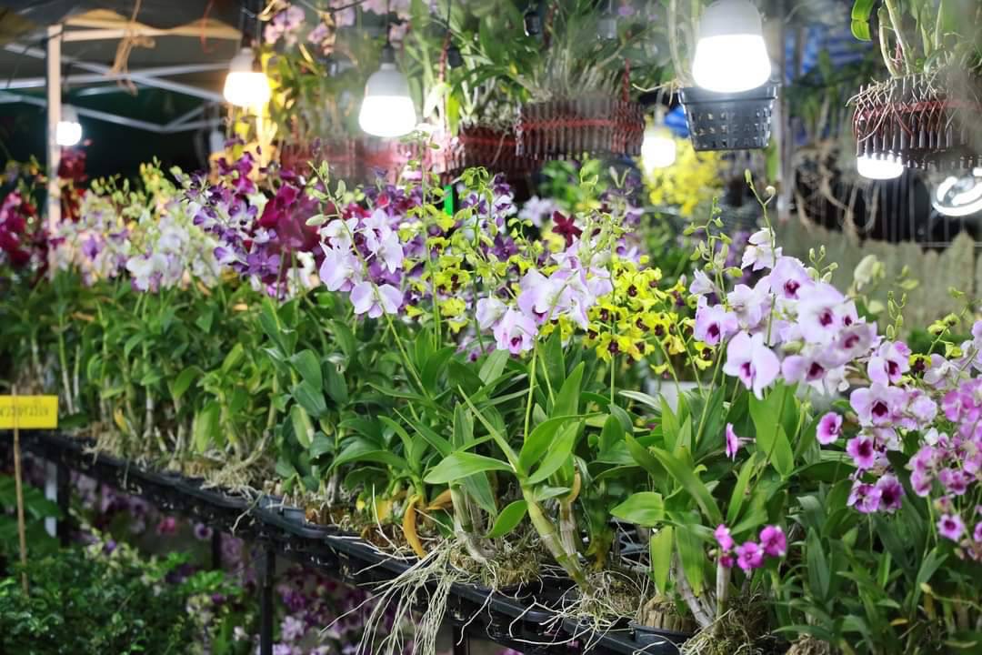 💐🌸 พช.ชลบุรี ร่วมงาน ”พรรณไม้งาม อร่ามชล“ ครั้งที่ 7