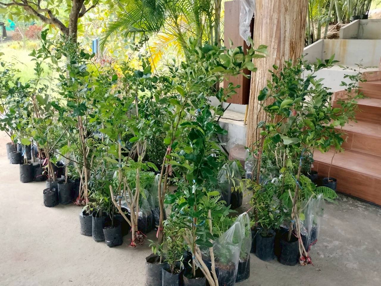 🌊 พช. ชลบุรี ดำเนินโครงการสนองพระราชดำริโครงการอนุรักษ์พันธุกรรมพืชฯ (อพ.สธ.) กิจกรรม ขยายผลการจัดทำแปลงอนุรักษ์พันธุกรรมพืช