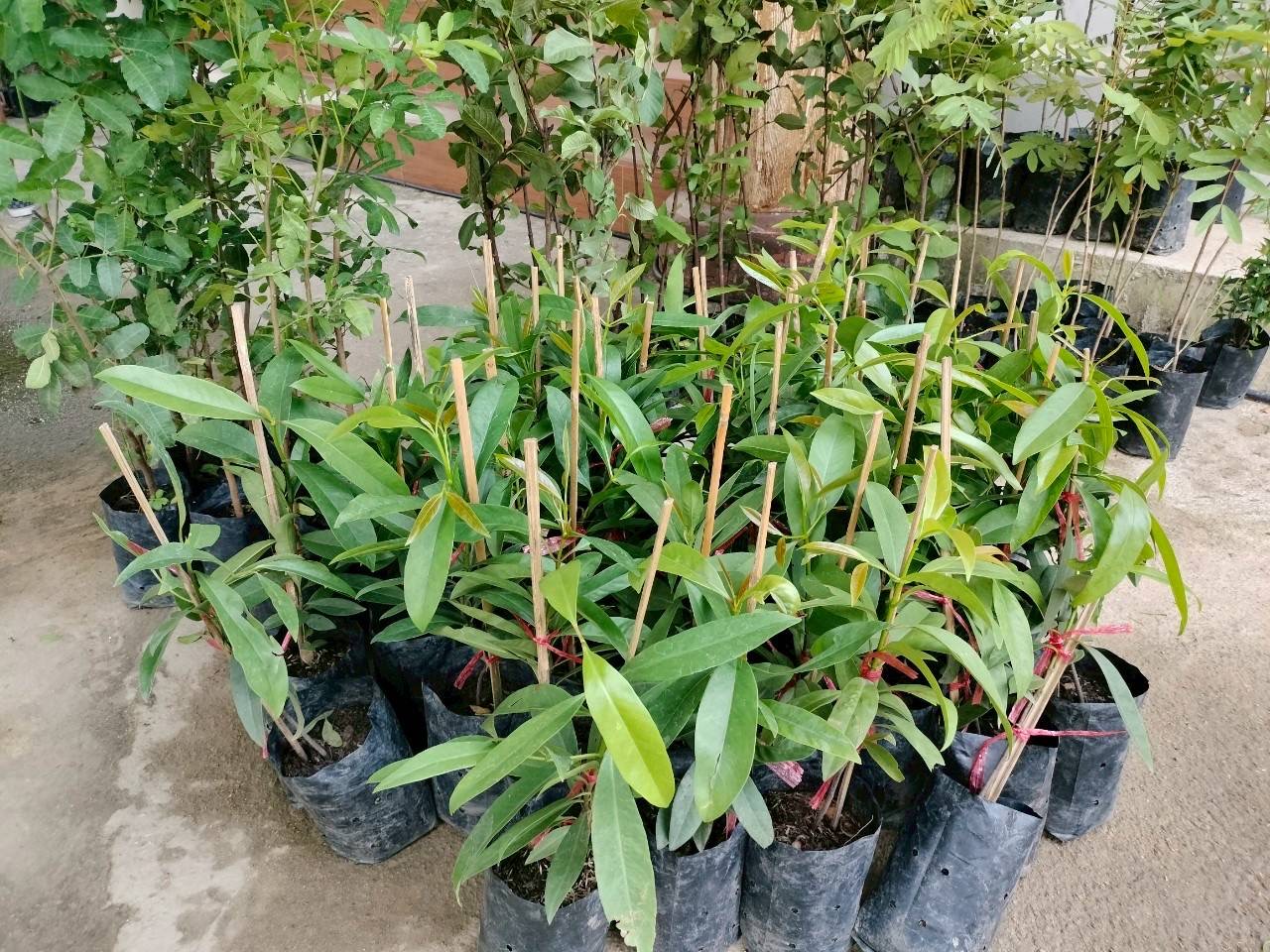 🌊 พช. ชลบุรี ดำเนินโครงการสนองพระราชดำริโครงการอนุรักษ์พันธุกรรมพืชฯ (อพ.สธ.) กิจกรรม ขยายผลการจัดทำแปลงอนุรักษ์พันธุกรรมพืช